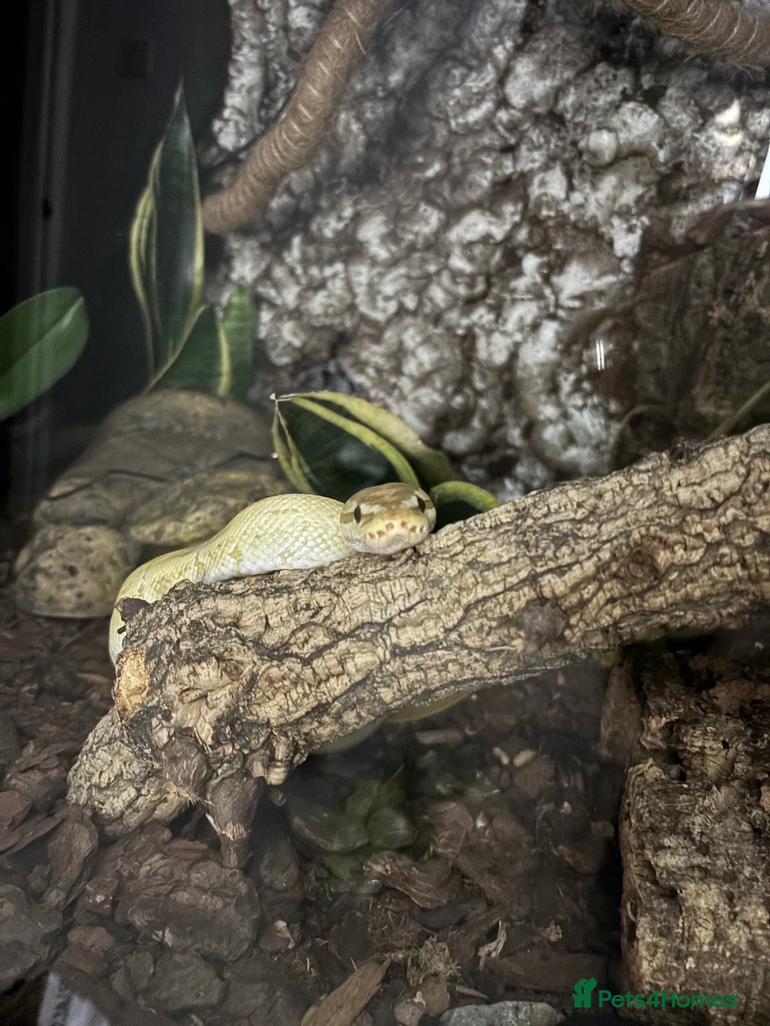 Python Snake reptiles for sale: Male banana pinstripe ball python - Advert 5