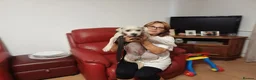 Cockapoo dogs for adoption: 🐾CRIS - Betrayed by the Person He Trusted… in Nottingham - Advert 30