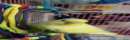 Budgerigars birds for sale: Budgies🩷🩵 in Rotherham - Advert 2