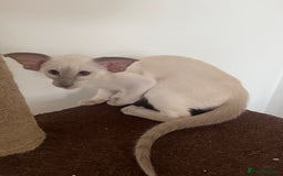 Siamese cats for sale: Gorgeous New Style Siamese Kittens - Image 8