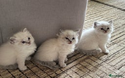 Ragdoll cats for sale: Lynx fluffballs  - Image 7