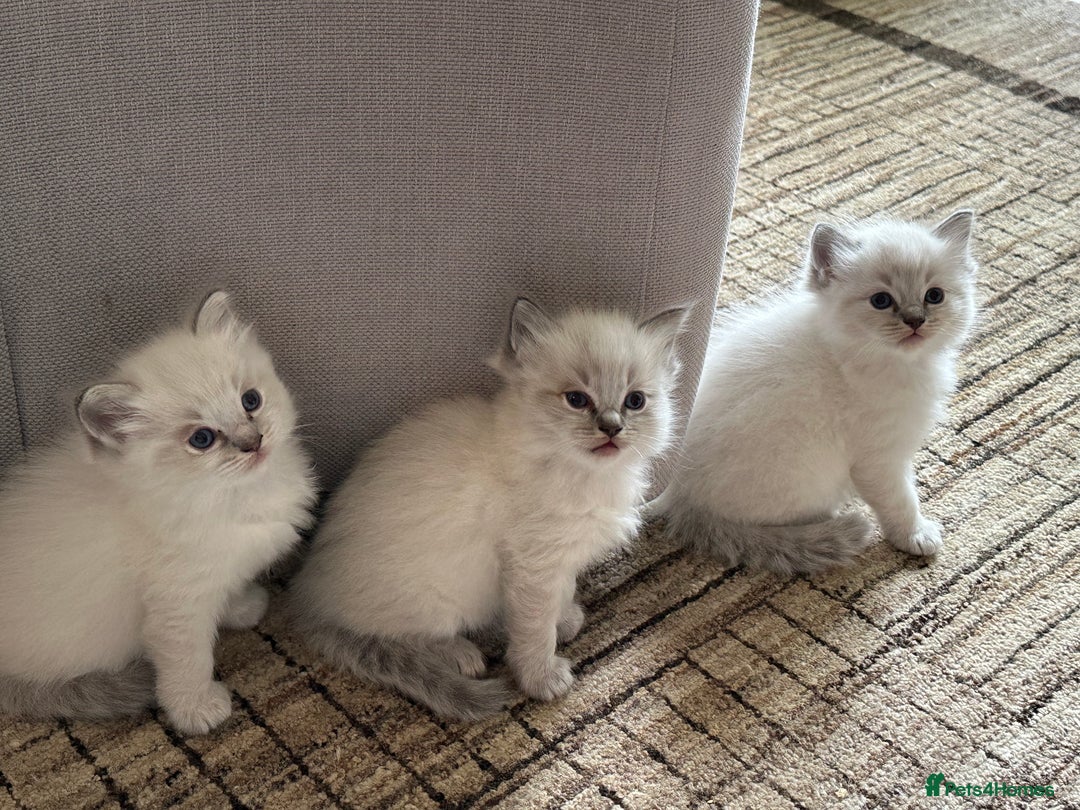 Ragdoll cats for sale: Lynx fluffballs  - Image 7