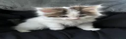 British Longhair cats for sale: CUTE FLUFFY KITTENS LOOKING FOR A FOREVER HOME - Advert 12