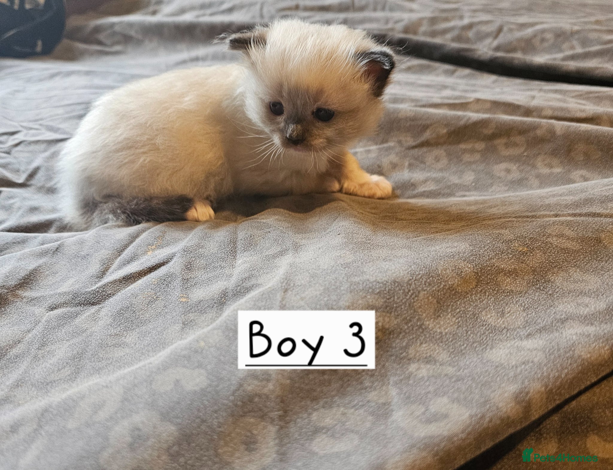 Ragdoll cats for sale: Beautiful Ragdoll Kittens  - Advert 9