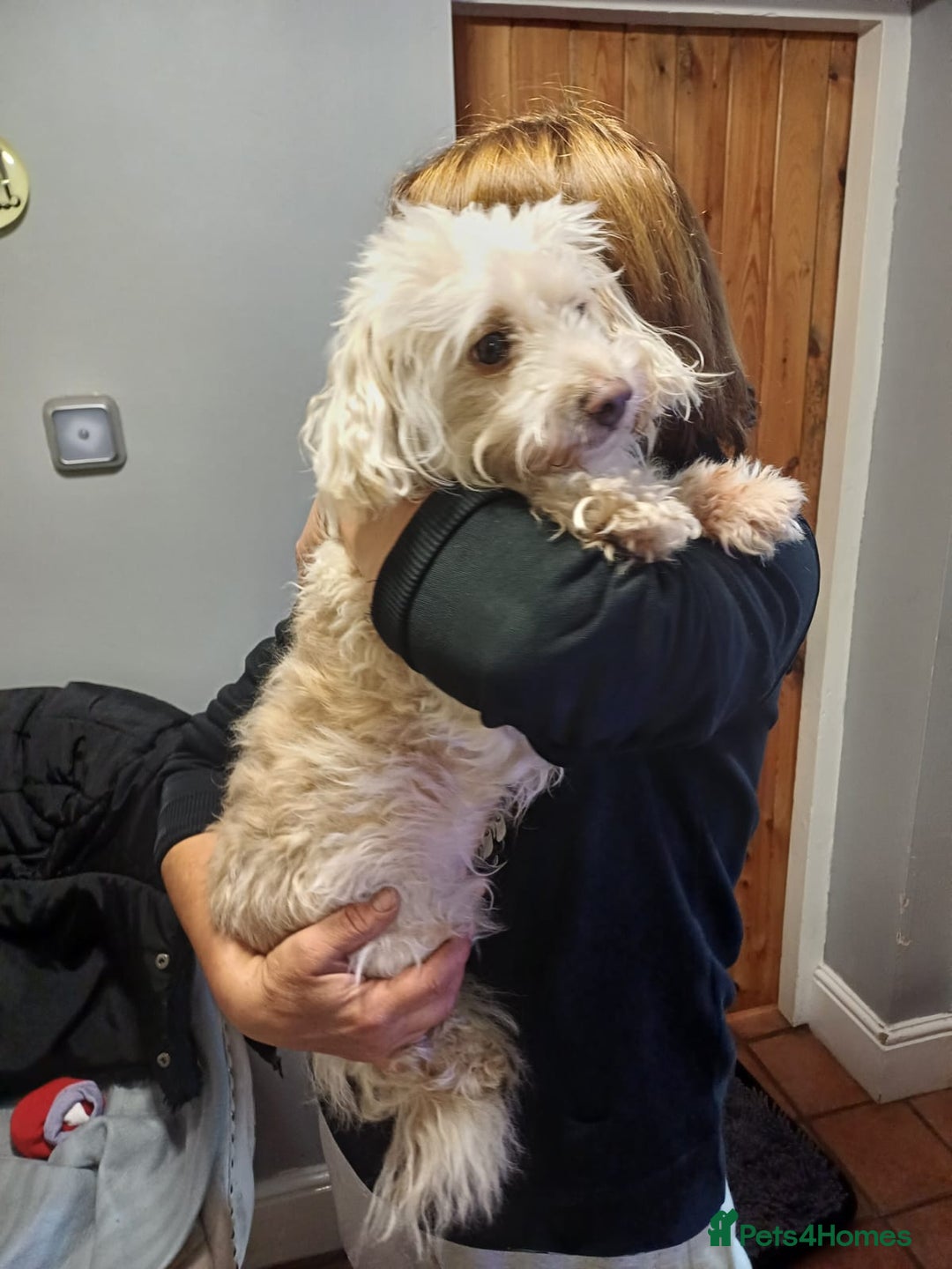 Mixed Breed dogs for adoption: A Sensitive Soul Looking for His Safe, Loving Home - Advert 2