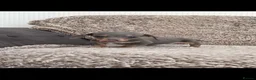 Miniature Dachshund dogs for sale: Miniature smooth hair dachshund   in Stourport-on-Severn - Advert 10