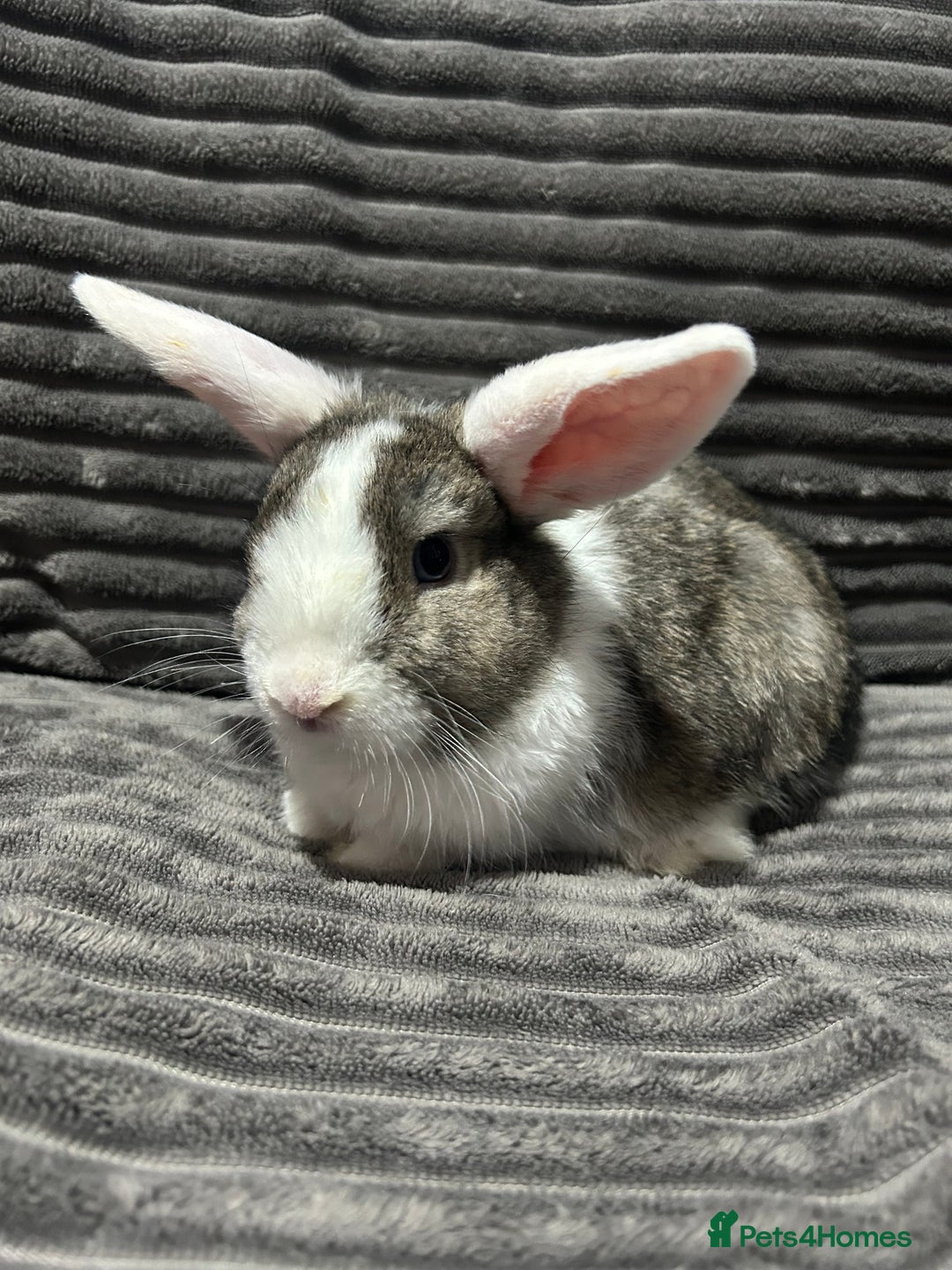 Mini Lion Lop rabbits for sale: Mini lion lop  - Advert 2