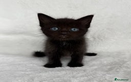 Ragdoll cats for sale: Gorgeous Rare Ragdoll Kittens  - Image 4