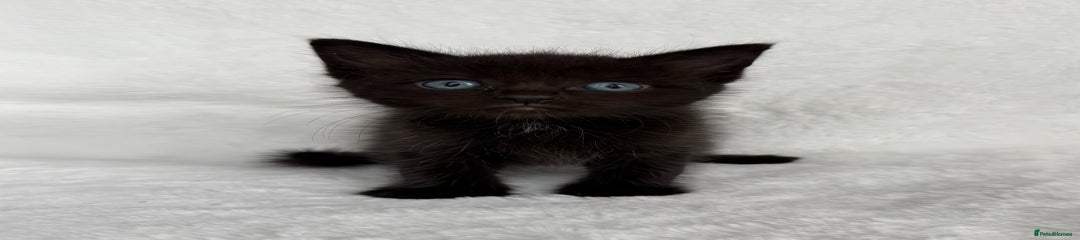 Ragdoll Kitten 3
