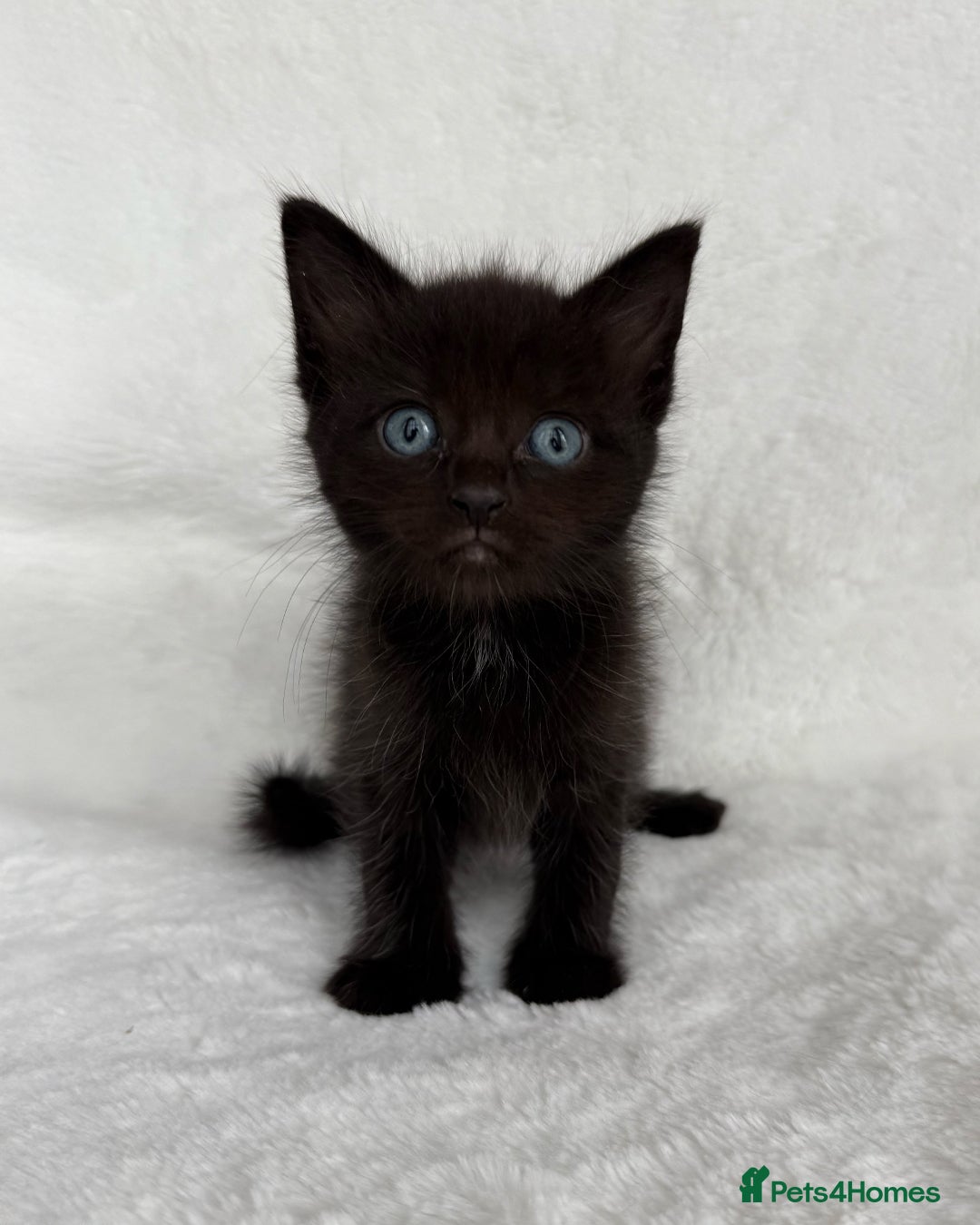 Ragdoll cats for sale: Gorgeous Rare Ragdoll Kittens  - Image 4