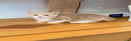 British Shorthair cats for sale: British Shorthair kittens - Advert 11
