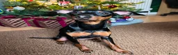 Mixed Breed dogs for sale: Miniature Pinscher Puppies For Sale - Advert 3