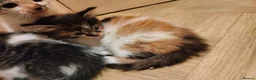 Mixed Breed cats for sale: Beautiful kittens looking for forever homes  - Advert 6