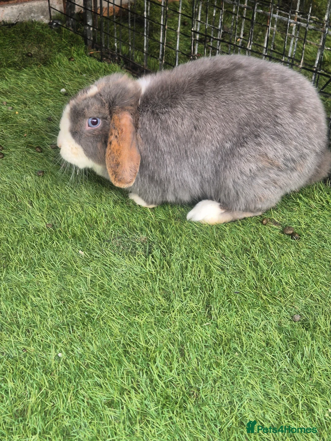 Mixed Breed rabbits for sale: 2 bunnys - Advert 5