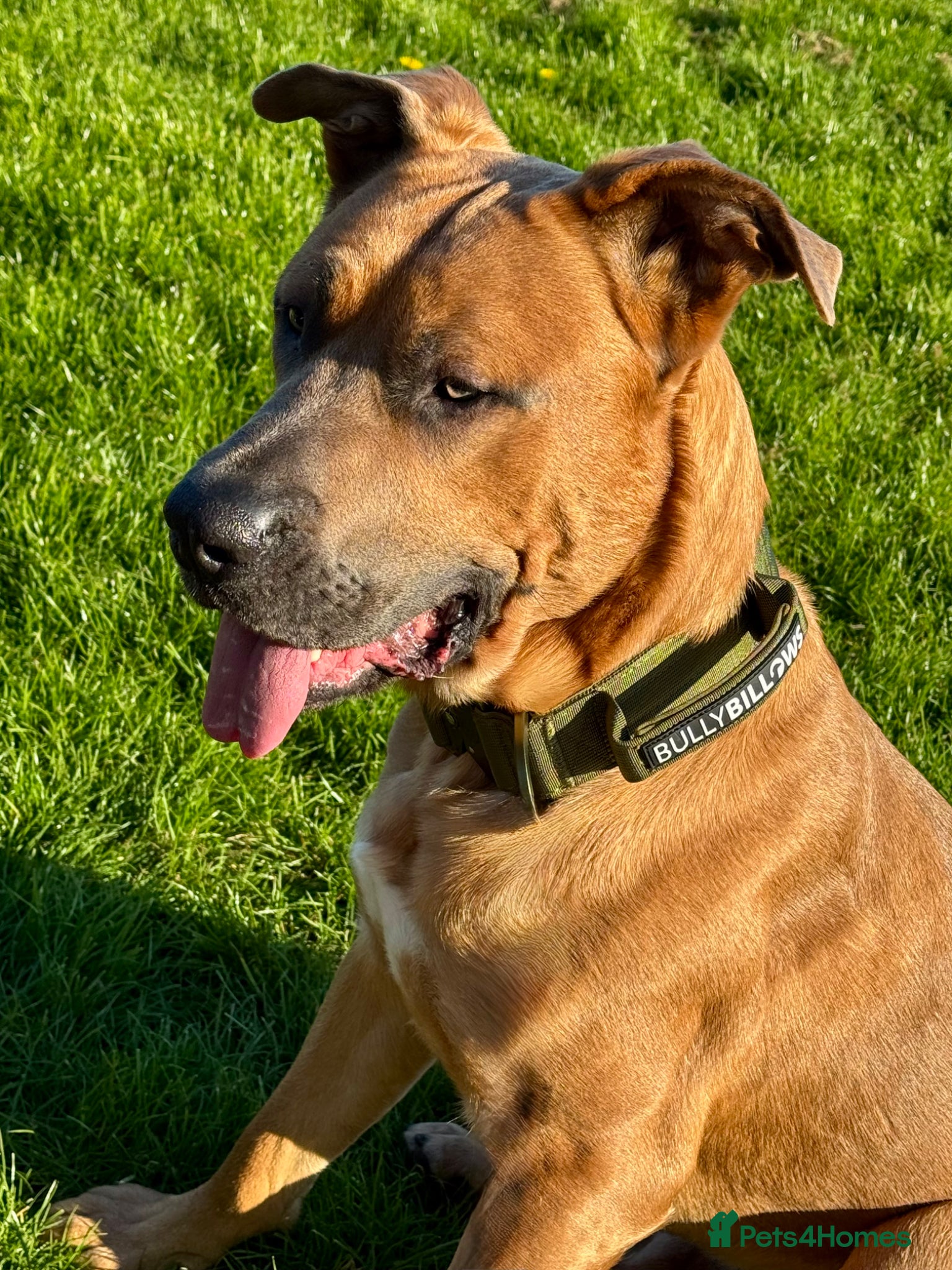 Rhodesian Ridgeback dogs RR X Bullmastiff for stud - Free with pup back  - Advert 4