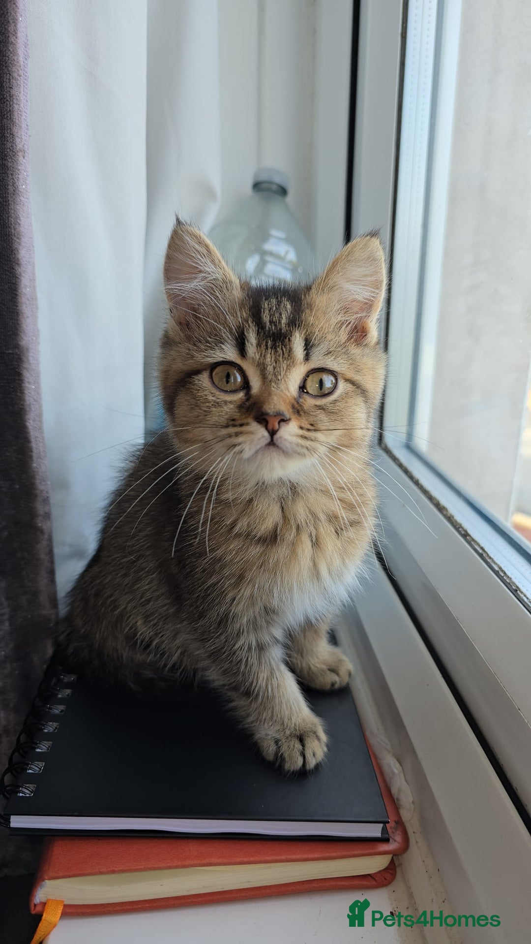 British Shorthair cats for sale: 3 Beautiful kittens available - Advert 4