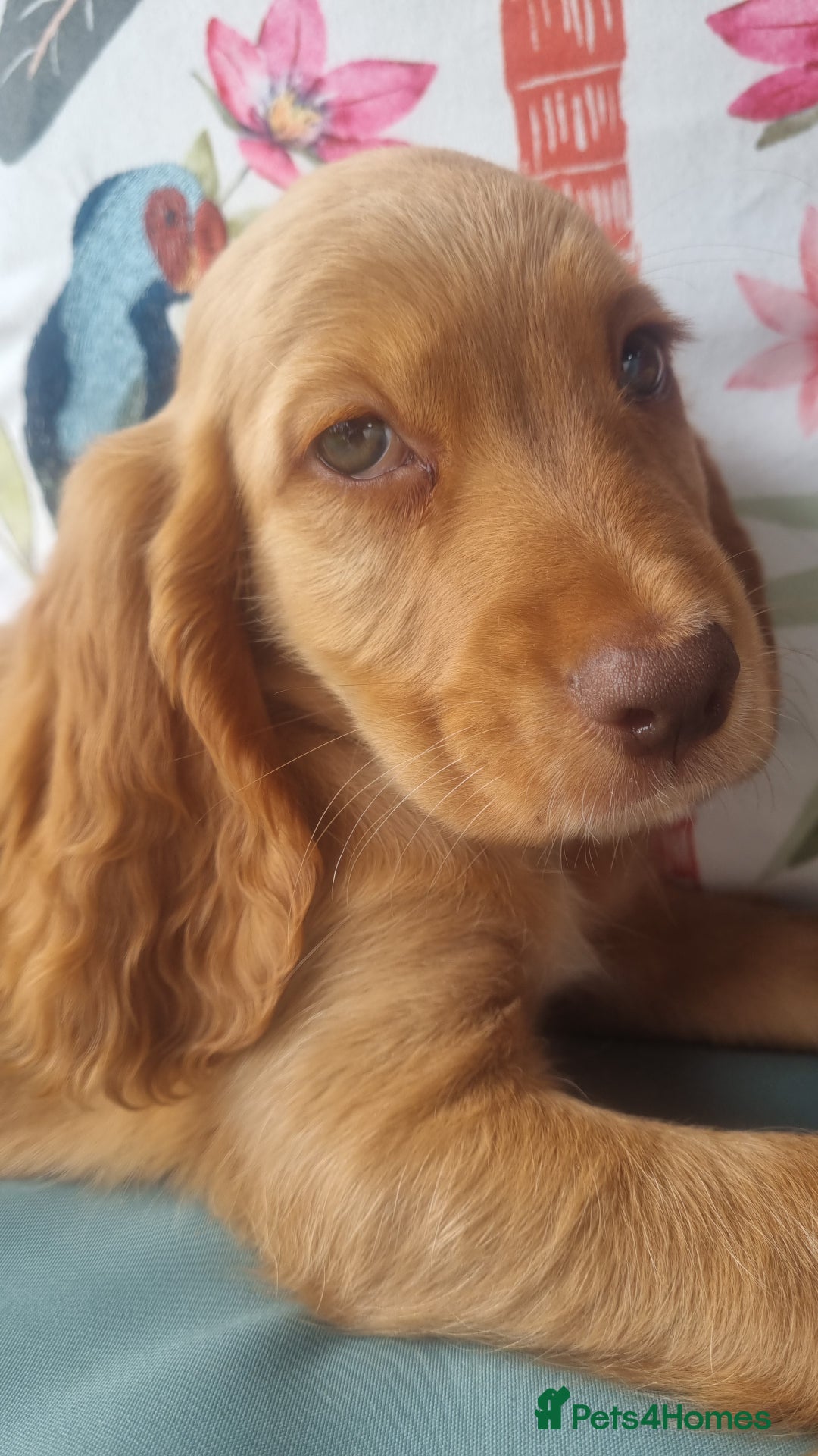 Cocker Spaniel dogs for sale: 🐶PRA FA HEALTH TESTED Show Cocker Spaniels Ready - Image 12