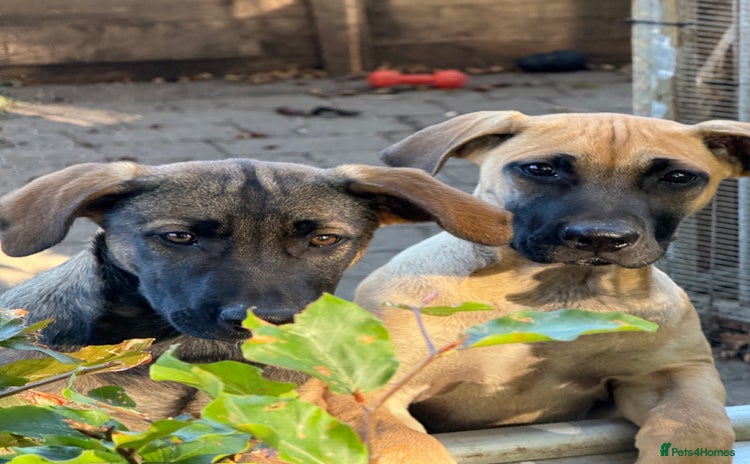 Belgian Shepherd Dog dogs - Advert 5
