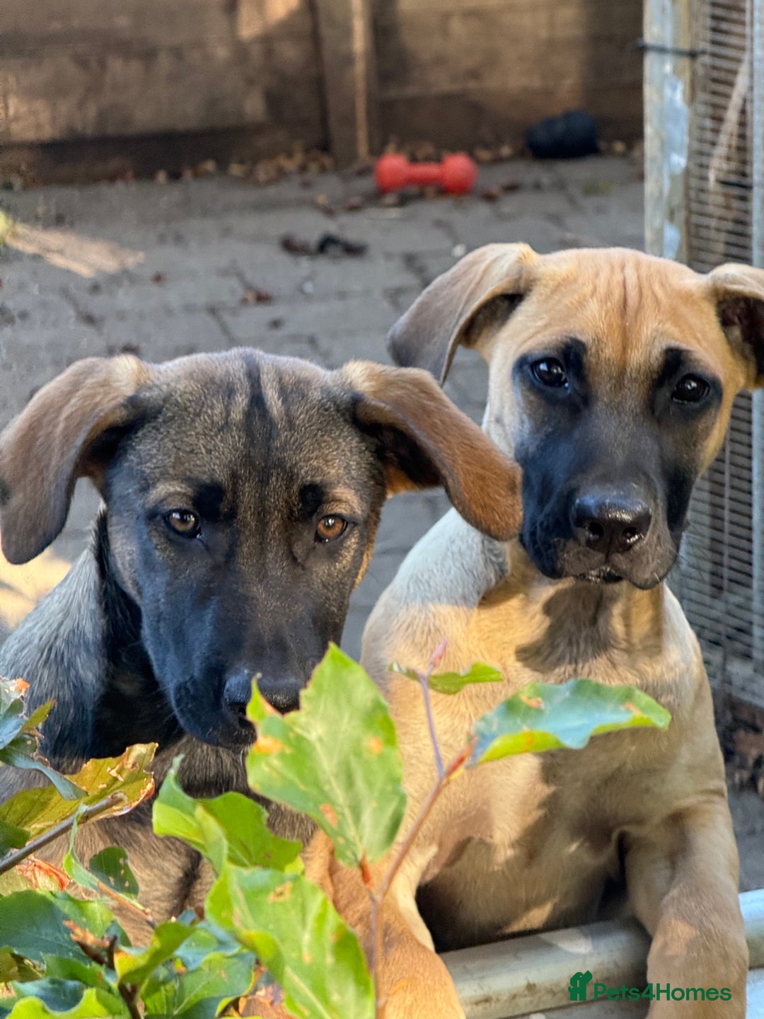 Belgian Shepherd Dog dogs for sale: Dutch Herder x Alano Espanol Pupies - Image 1