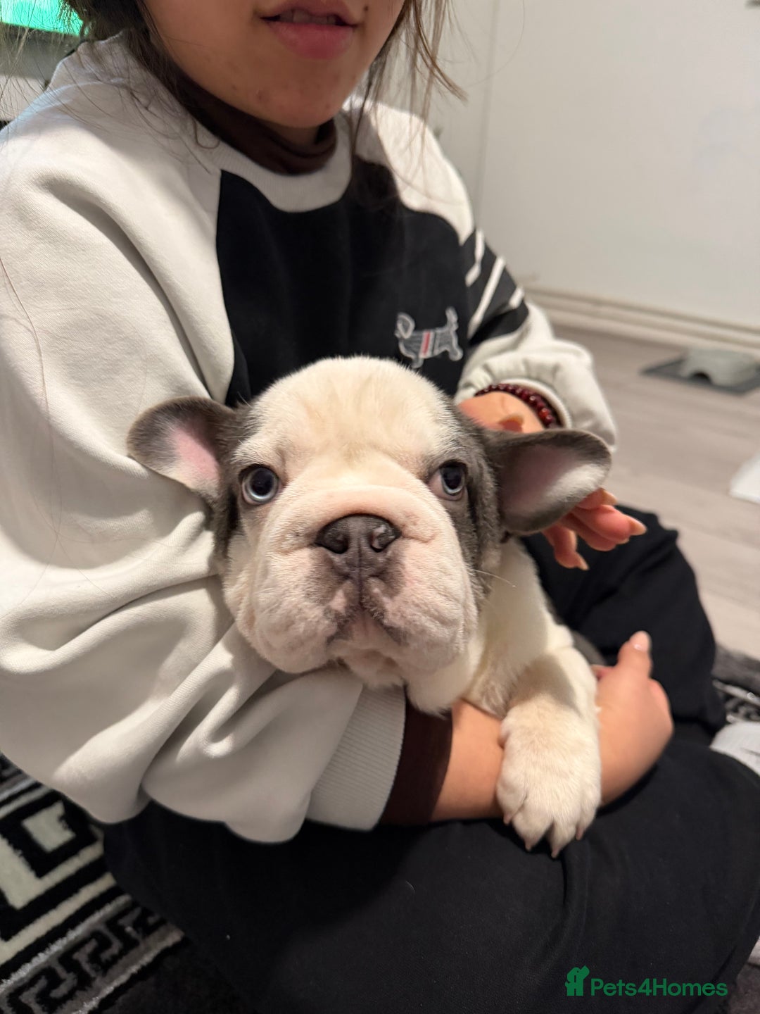 French Bulldog dogs for sale: Bobby - Advert 3