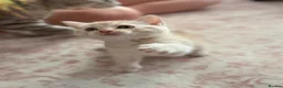Mixed Breed cats for sale: Ragdoll x Siberian mix kittens  in Peacehaven - Advert 8