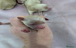 Maltipoo dogs for sale: 5 girls. fully DNA & health tested clear parents.  - Advert 17