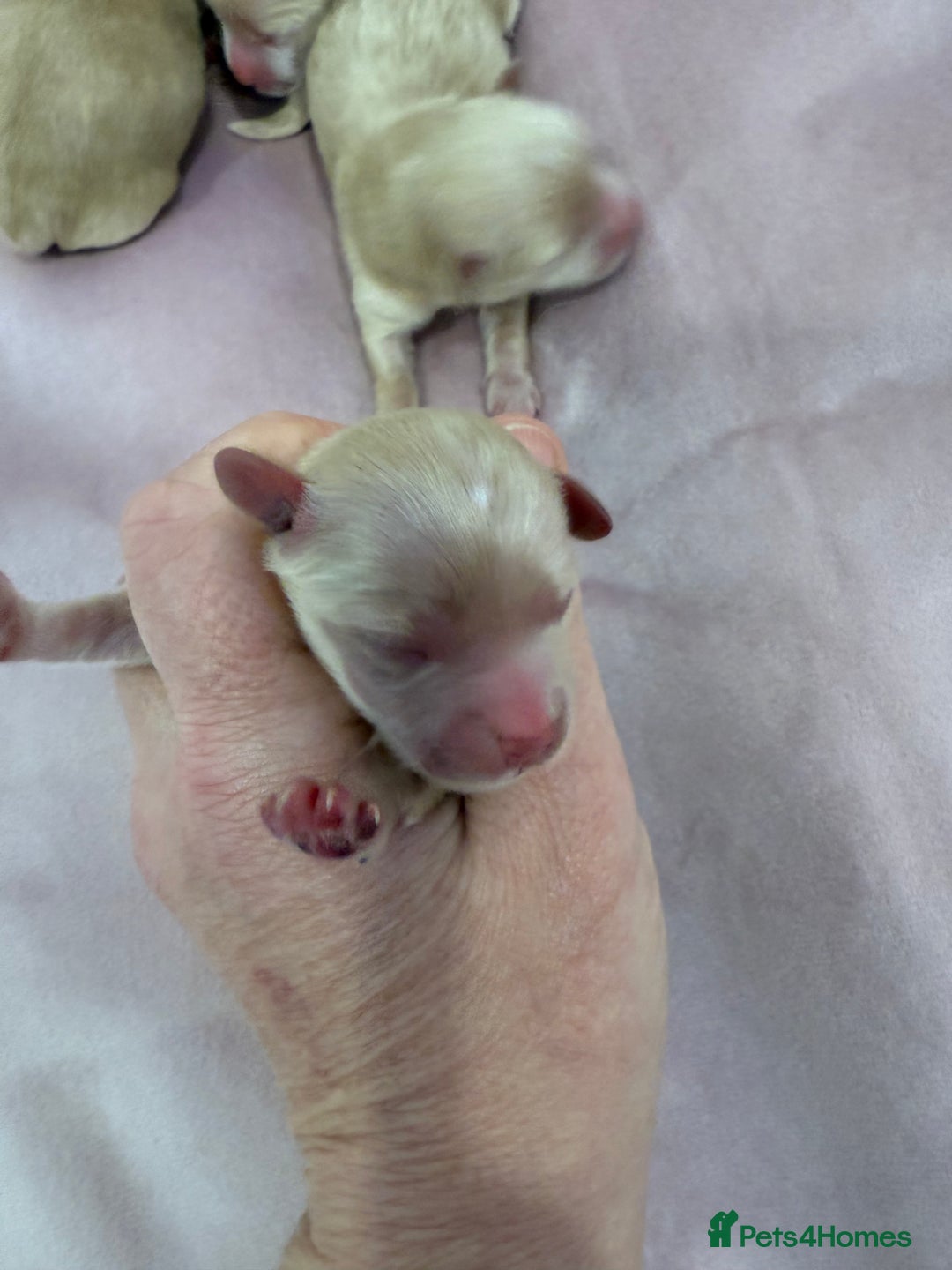 Maltipoo dogs for sale: 5 girls. fully DNA & health tested clear parents.  - Advert 17