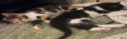 Mixed Breed cats for sale: Adorable Kittens Looking for Loving Homes - Advert 3