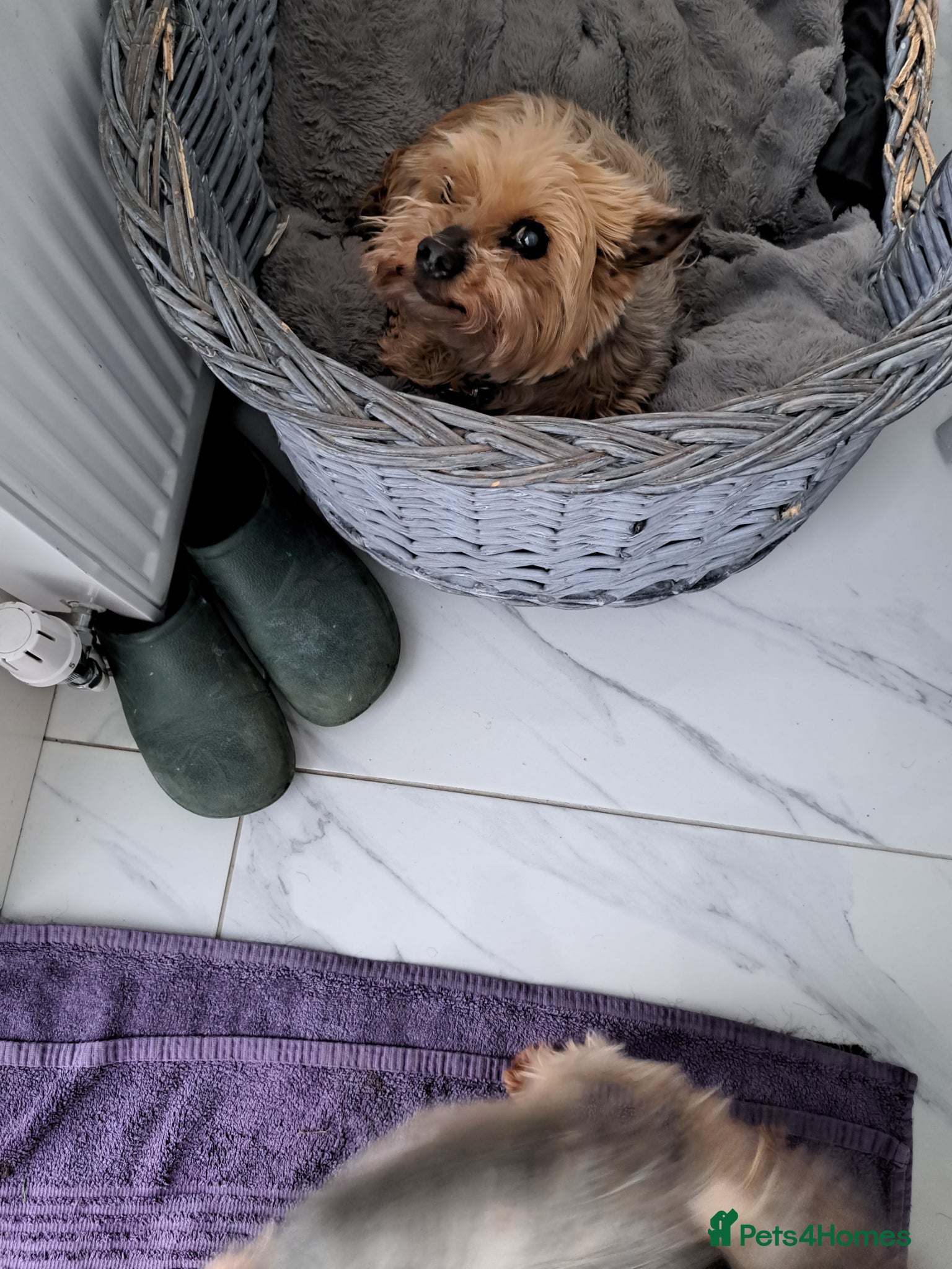 Yorkshire Terrier dogs Yorkshire Terrier boy for sale - Advert 1