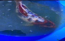 Koi Carp fish for sale: Koi fish - Image 3
