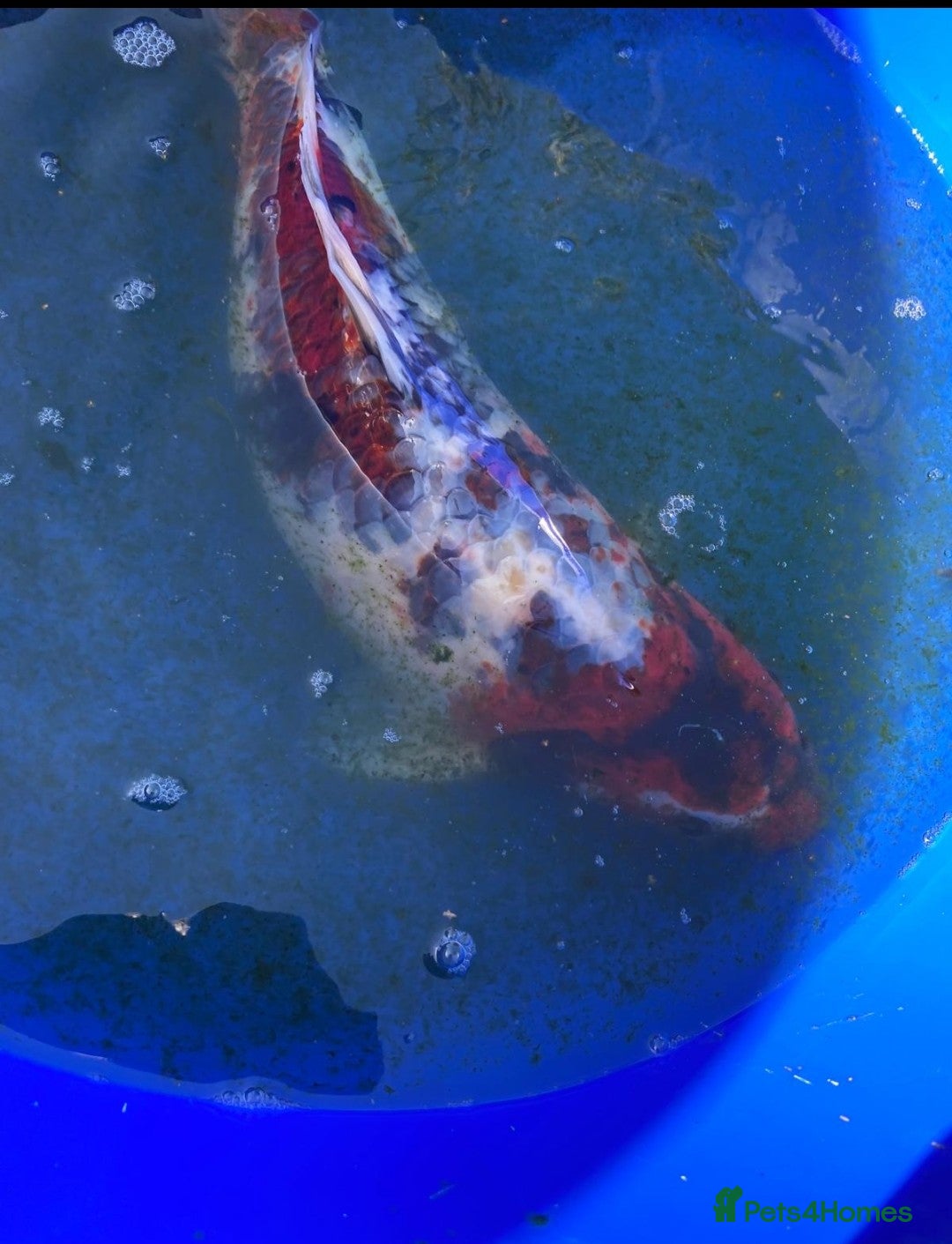 Koi Carp fish for sale: Koi fish - Image 3