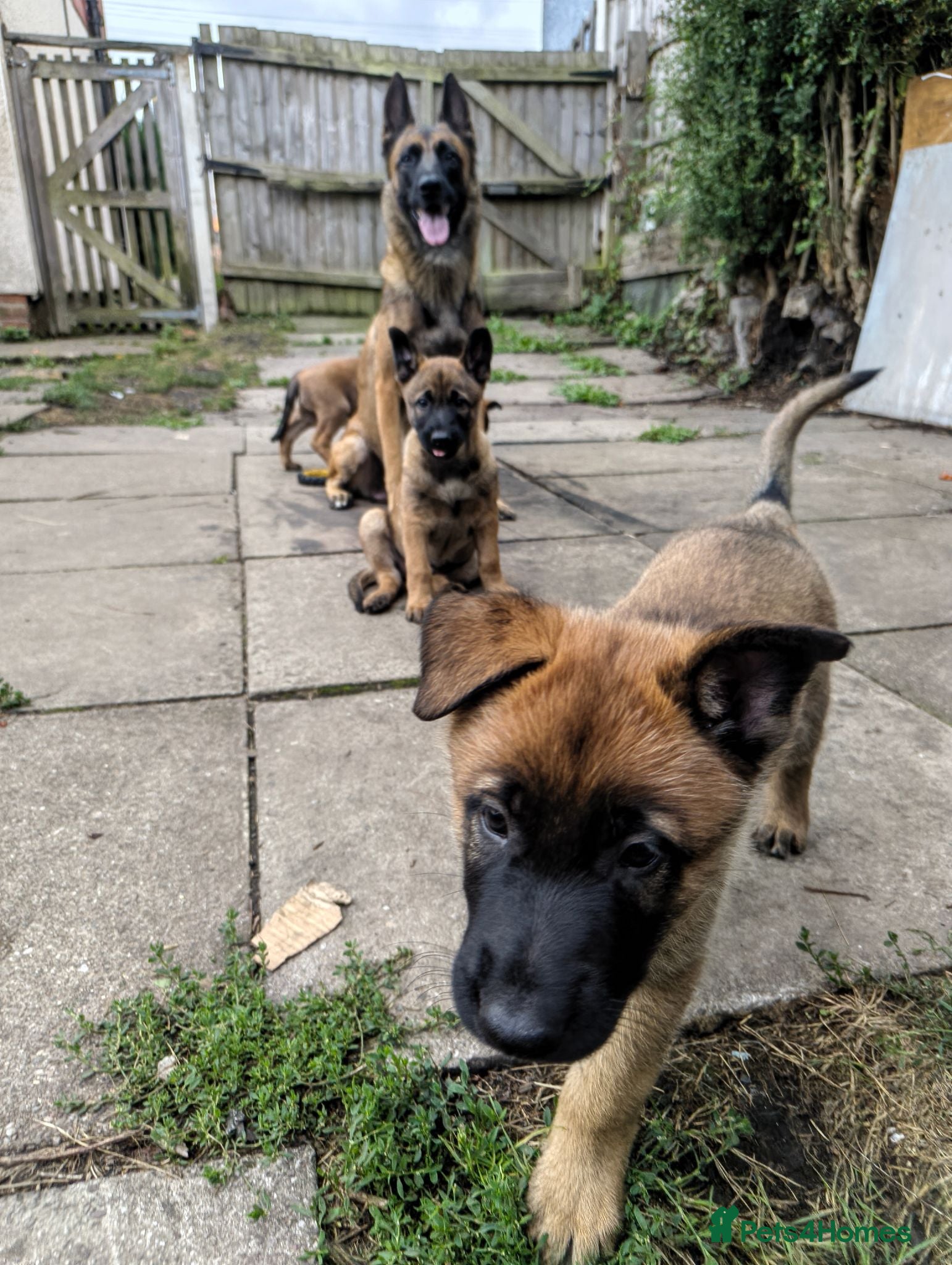 Belgian Shepherd Dog dogs “Belgian Shepherd /malinois Puppy–family Raised  - Advert 2