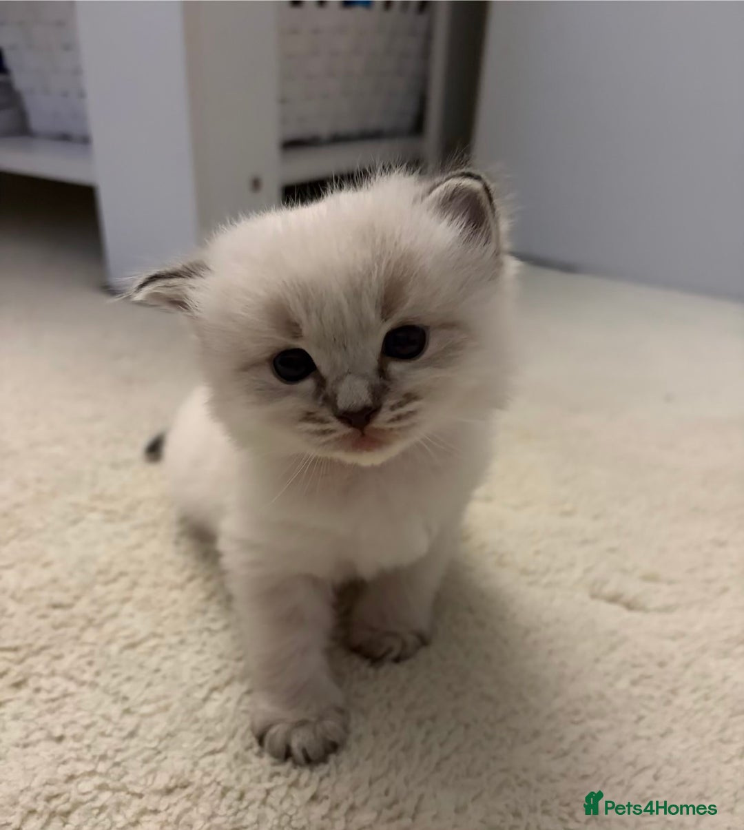 Ragdoll cats for sale: 🐾 Stunning Litter of Ragdoll Kittens - Advert 6