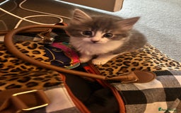 Mixed Breed cats for sale: 4 female kittens  - Image 16
