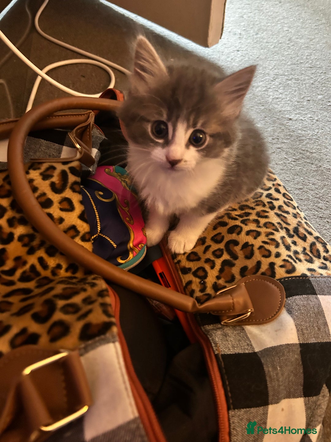 Mixed Breed cats for sale: 4 female kittens  - Image 16