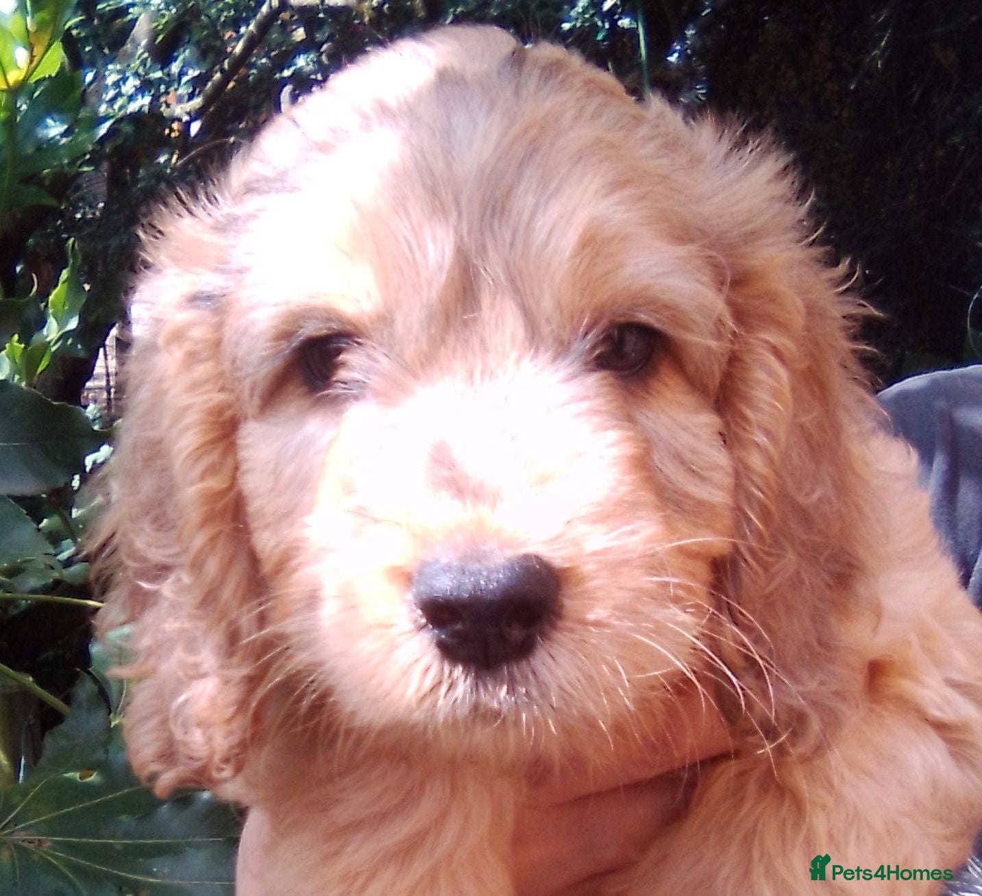 Cockapoo dogs Delightful Litter of Cockapoos - Advert 1