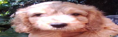 Cockapoo 1