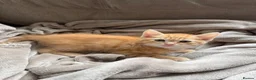 Mixed Breed cats for sale: Norwegian Forrest Cross Kittens  - Advert 5