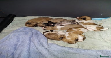 Lhasa Apso dogs KC REGISTERED LHASA APSO PUPPIES FOR SALE - Advert 3