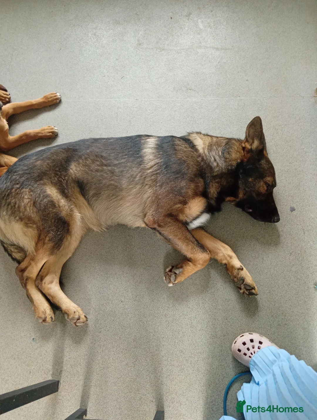 Mixed Breed dogs for sale: Having to rehome - Advert 6