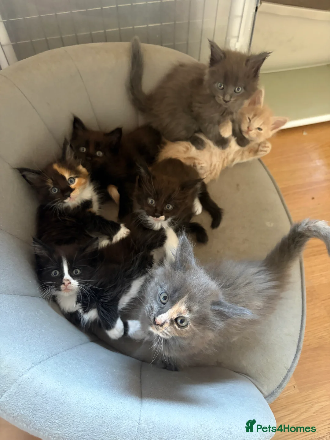 Maine Coon cats for sale: Maine coon kittens - Advert 2