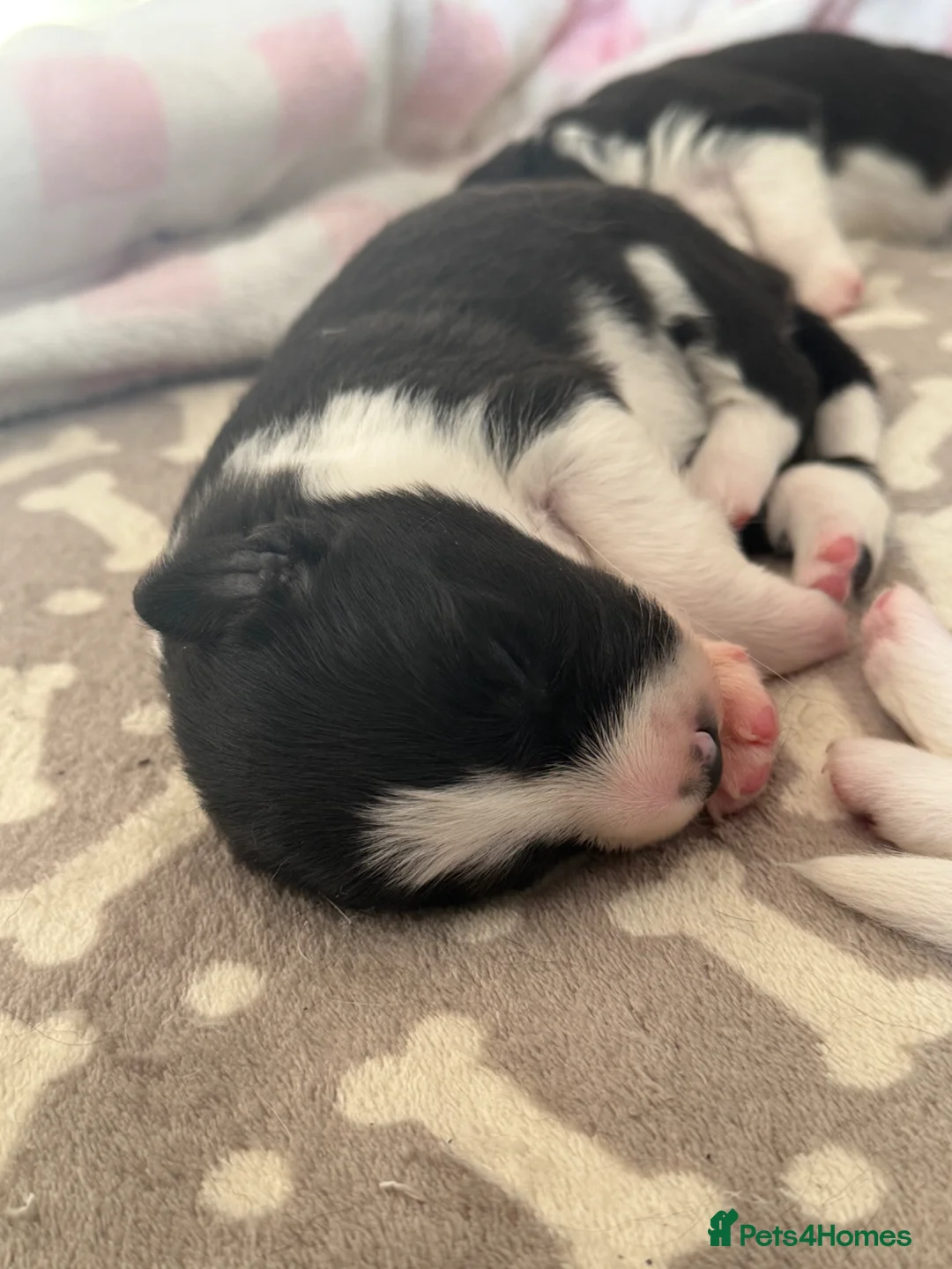 Border Collie dogs for sale: Beautiful border collie puppies - Advert 2