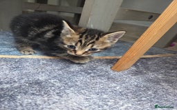 Mixed Breed cats for sale: 2 boys 2 girls kittens for sale. - Image 5