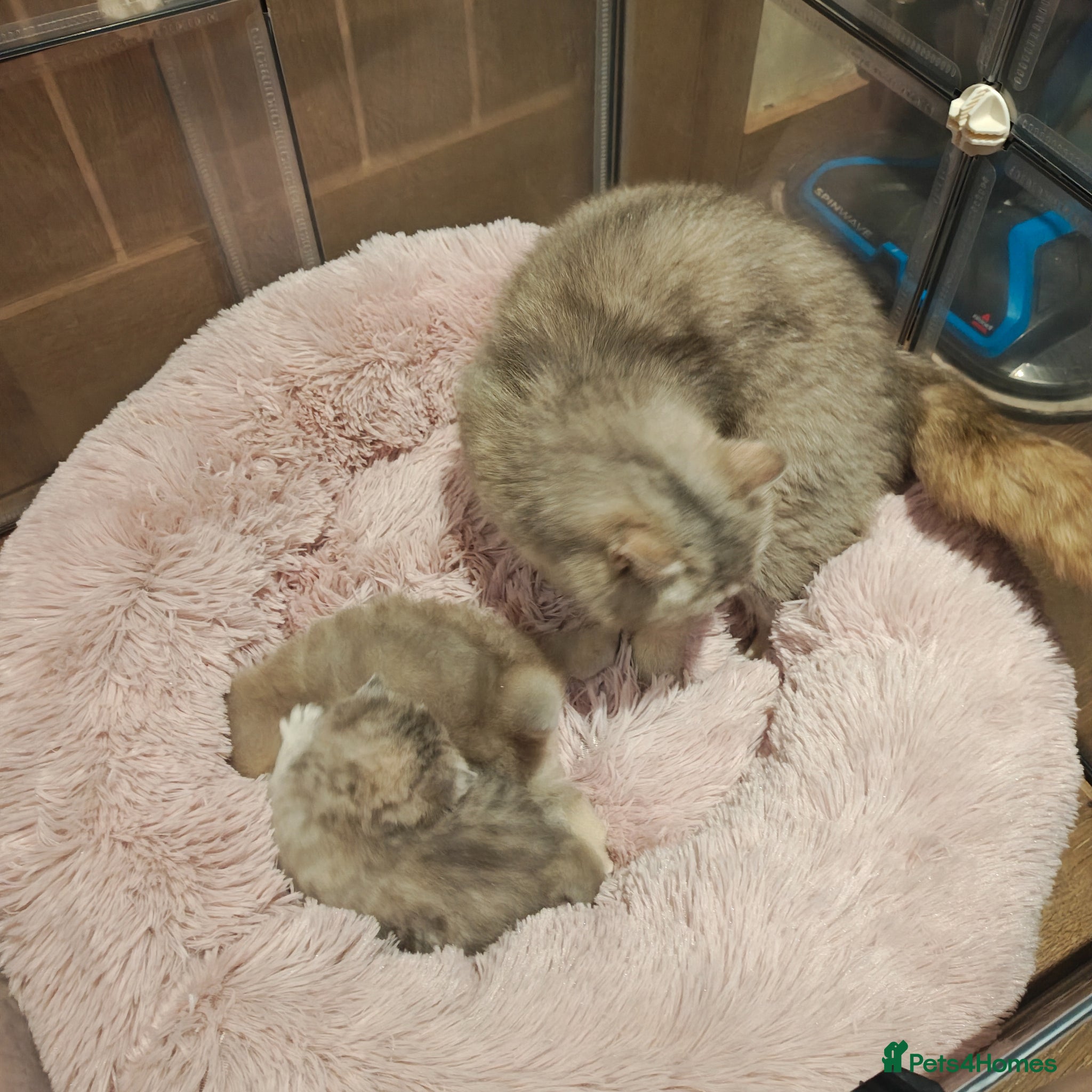 British Longhair cats Blue golden blue golden spot females - Advert 5