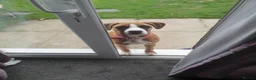 Mixed Breed dogs for sale: Boxer X in Fleetwood - Advert 5