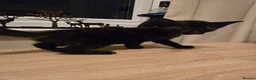 Mixed Breed cats for sale: 2 female torties - Advert 6