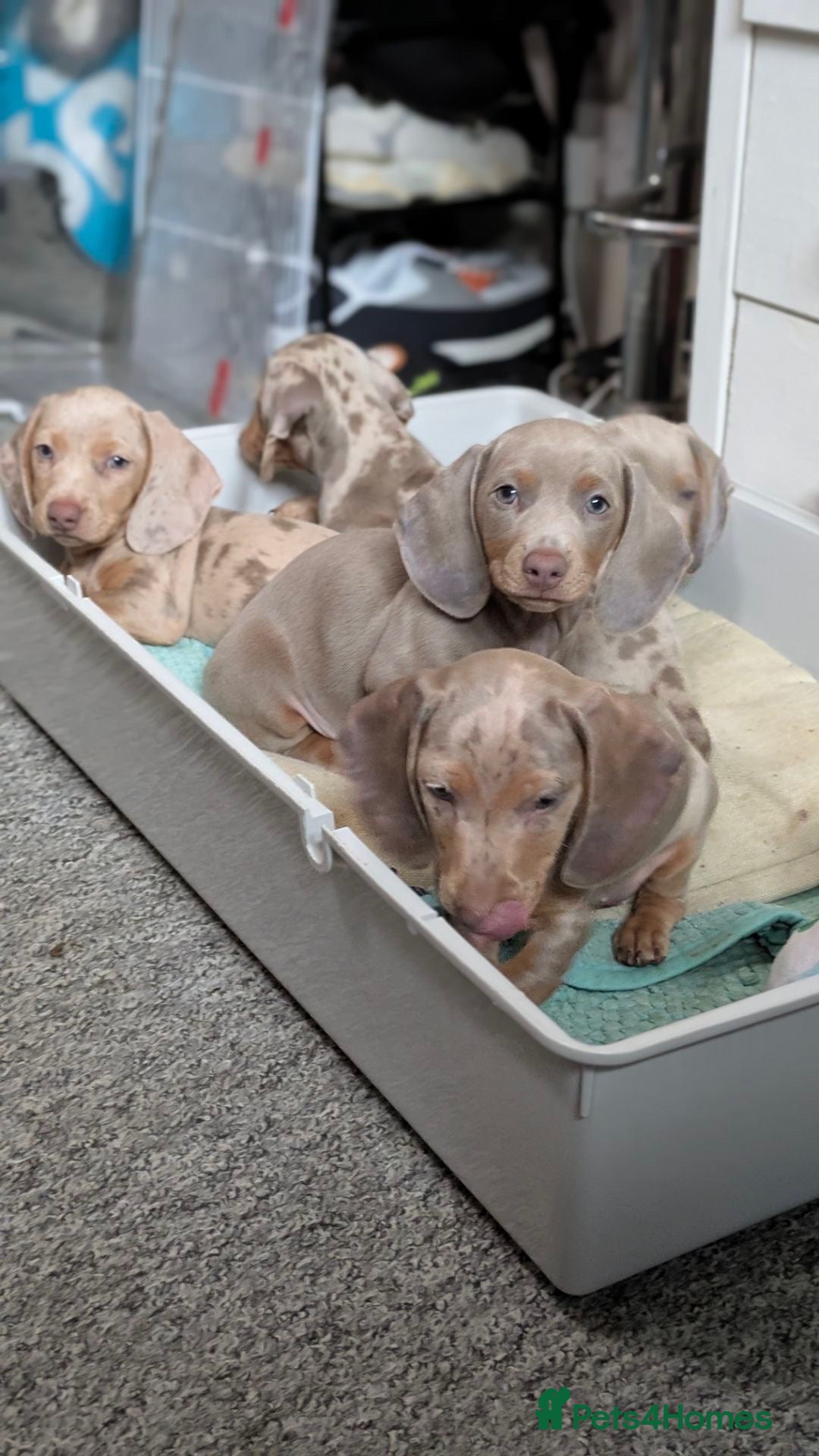 Miniature Dachshund dogs for sale: Mini dachshund’s puppies 8 weeks old - Advert 6