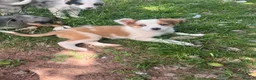 Mixed Breed dogs for sale: 4 beautiful collie pups  - Advert 9