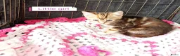 Bengal cats for sale: Bengal Cross kittens  - Advert 29