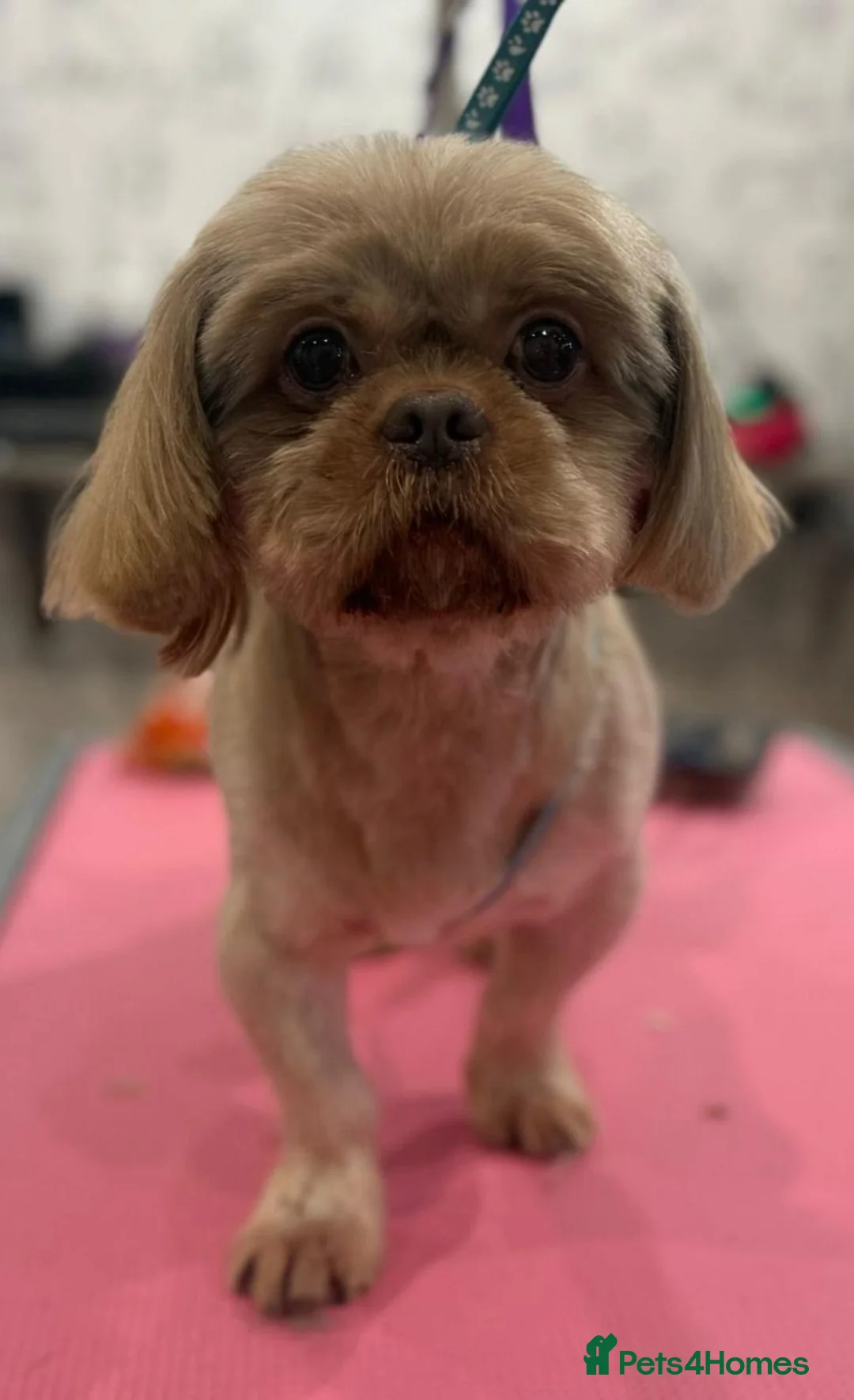 Shih Tzu dogs for sale: Stunning Black Shih Tzu Puppies - Advert 36